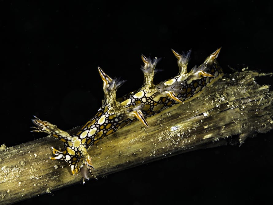 Biuve fulvipunctata